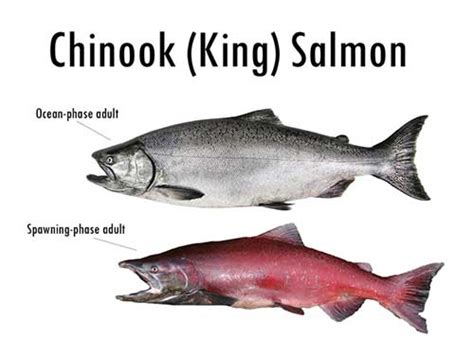 King Salmon Lifecycle - Got Fishing