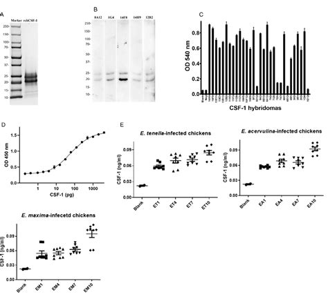 Figure 1 from Development of a sandwich ELISA for the detection of ...