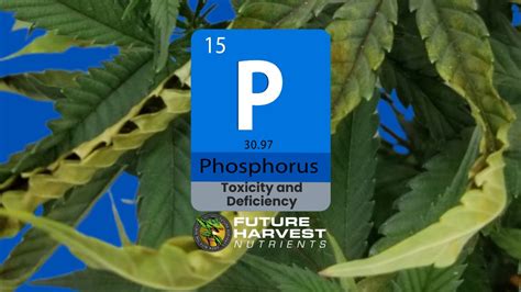 How to Find and Fix Phosphorus Deficiency in Cannabis Plants – Future ...