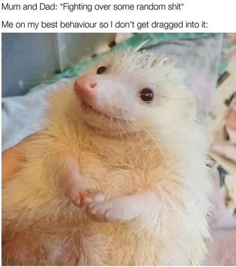 14 Funny Hedgehog Memes That Will Make You Smile | PetPress