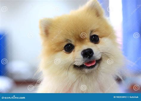 Pomeranian Dog Cute Happy Smile Stock Photo - Image of doggy, emotions ...