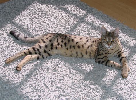 F2 Savannah Cat Breed | Savannah Cat - Select Exotics