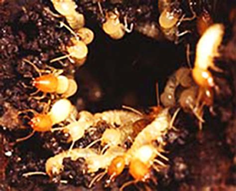 Termite Colony: Structure of Termite Colonies