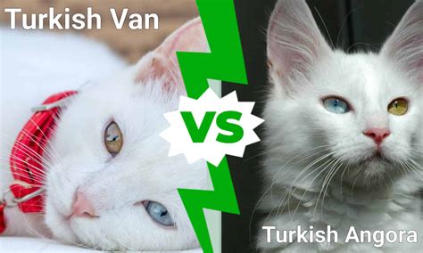 Turkish Van vs. Turkish Angora - A-Z Animals