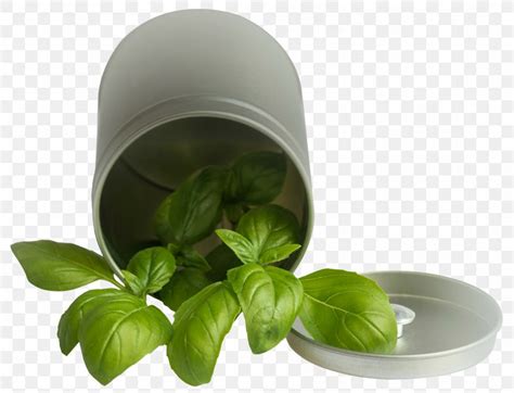 Basil, PNG, 2134x1633px, Basil, Essential Oil, Estragole, Herb ...