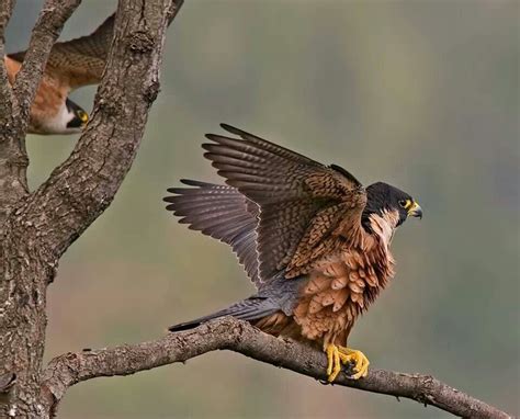 Shaheen Falcon, Tamil Nadu | Birds of prey, Raptors bird, Birds