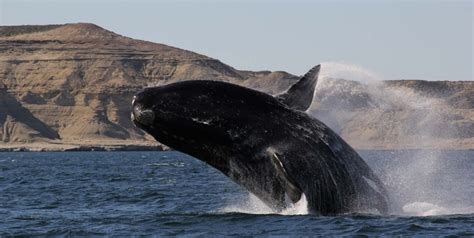 Whale Watching | Oceano Patagonia