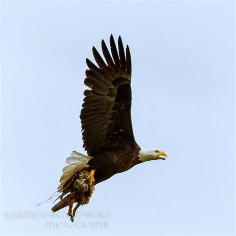 The female nesting Bald Eagle at the Ridgefield NWR, brings back what ...