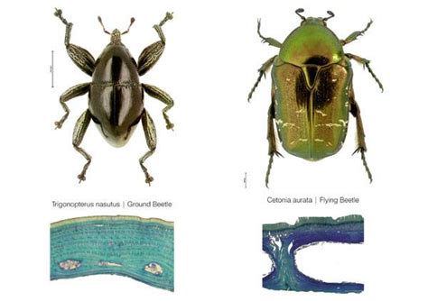 How Did Flying Beetles Inspire the V&A Museum’s Courtyard