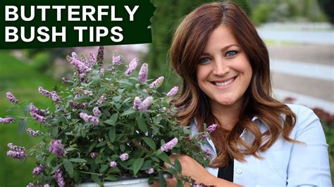 Butterfly Bush Care Tips // Garden Answer - YouTube