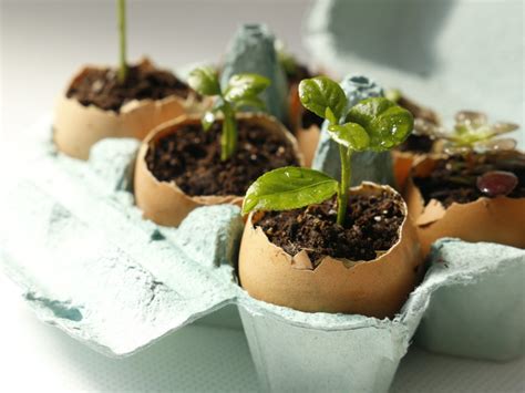 Eggshell Seedlings For Kids - Learn About Growing Plants In Eggshells ...