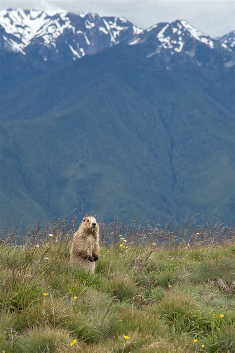 Olympic Marmot | Shutterbug