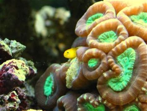 Yellow Clown Goby (Gobiodon okinawae)