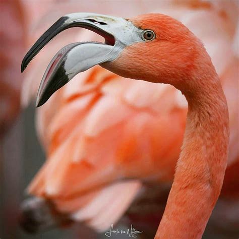 Flamingo | Flamingo, Animals, Pink flamingos