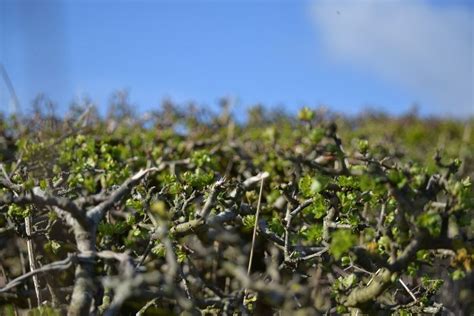 Transplanting Hawthorn Hedges: How And When To Move A Hawthorn Hedge