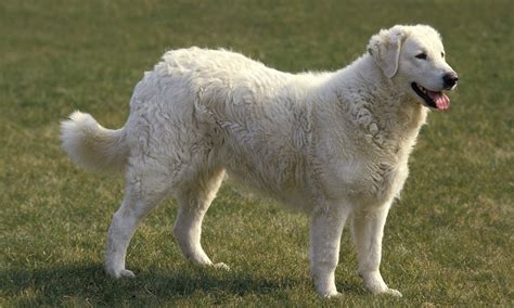 Are Kuvasz Dogs Intelligent