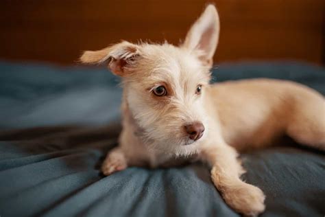 15 Things You Should Know Before Getting A Chihuahua Terrier Mix | Your ...