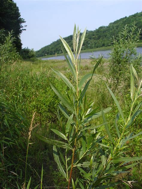 Salix exigua (sandbar willow): Go Botany