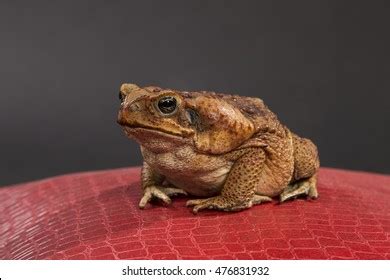 Big Brown Cane Toad Sits On Stock Photo 476831932 | Shutterstock