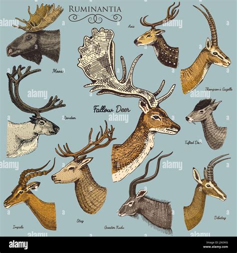 Big set of Horn, antlers Animals moose or elk with impala, gazelle and greater kudu, fallow deer ...