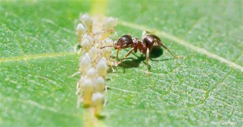 Aphid Honeydew: What Is It, What Causes It, How To Get Rid Of It?