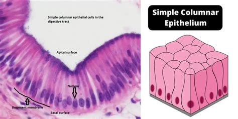 Columnar Cell Location at Lura Behrens blog