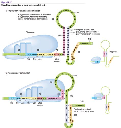 Solved: Model For Attenuation In The Trp Operon Of E. Coli... | Chegg.com