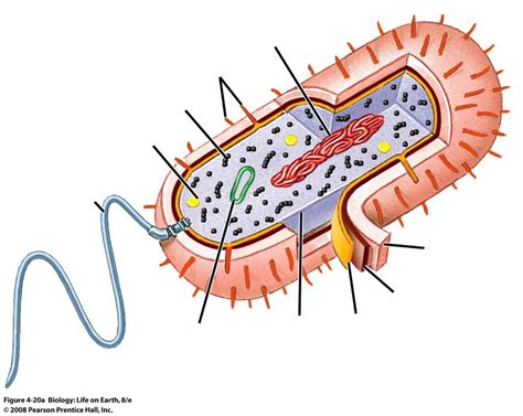 Bacteria Cell Model Labeled