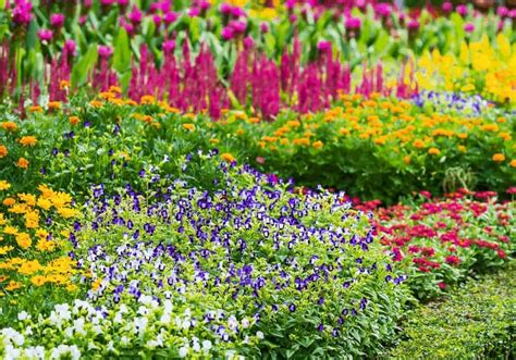 Flowers that come back every year 🌼 🌱 Discover perennials for a lasting bloom