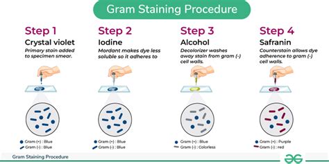 Gram Staining - Principle, Procedure, Purpose & Examples - GeeksforGeeks