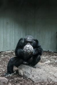 300 Best Names for Chimpanzee - Name Generator & Ideas - FluentSlang