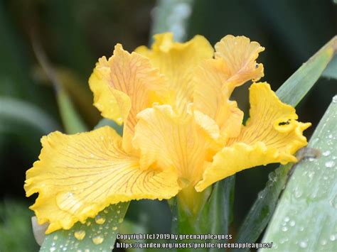 Louisiana Iris (Iris 'Fortune Finder') in the Irises Database - Garden.org