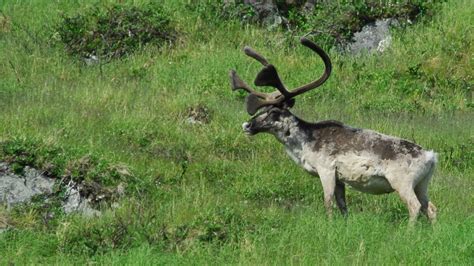 Quebec builds fences around caribou as experts decry lack of habitat ...