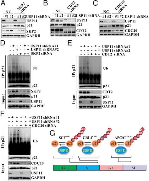 Deubiquitylation and stabilization of p21 by USP11 is critical for cell ...