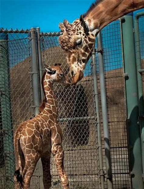 San Francisco Zoo Animals: Check Out Some Of Our Favorites (PHOTOS ...