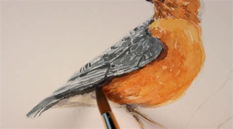 Watercolor Sketch - How to Paint a Bird