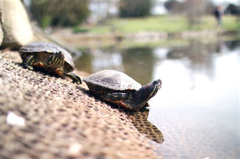 Black Soft-shell Turtle: Extinct to Extant Thanks to Hajo Temple Committee, Assam