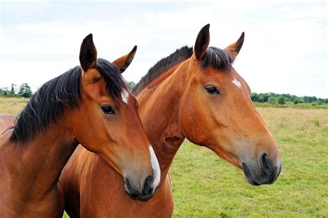 Free photo: Horses, Heads, Close, Graceful - Free Image on Pixabay - 379656