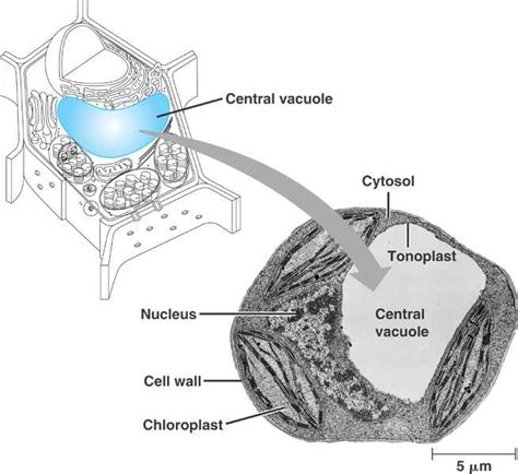 central_vacuole.html 06_15PlantCellVacuole_CL.jpg