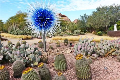 A Must - See Plants At Desert Botanical Gardens | Plantly