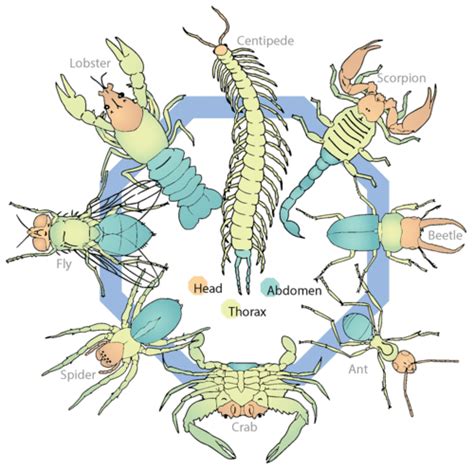 11. 10: Arthropods - Biology LibreTexts