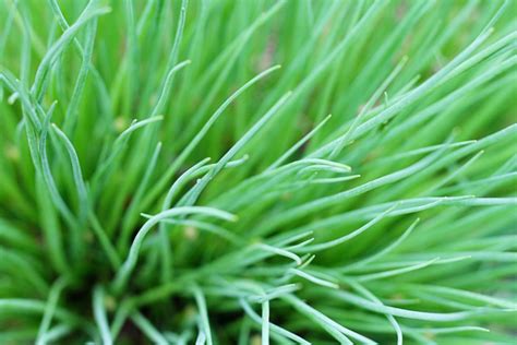 How To Plant And Grow Chives - Garden Savvy