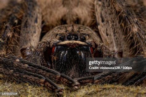 12 Brown Huntsman Spider Stock Photos, High-Res Pictures, and Images ...