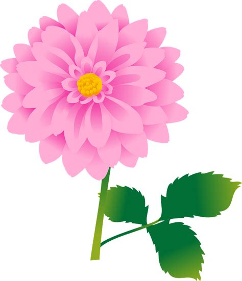 Dahlia flower clipart. Free download transparent .PNG | Creazilla