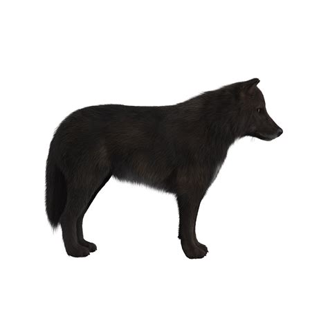 Black Wolf Fur 3d Model