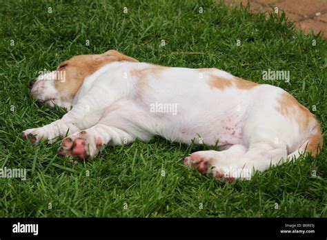 sleeping basset hound puppy Stock Photo - Alamy