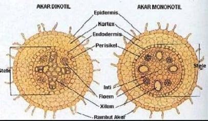 Akar Monokotil dan Dikotil - DUNIA PENDIDIKAN