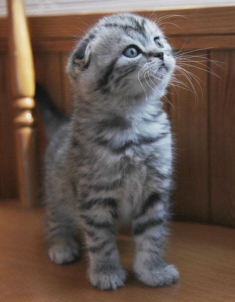 such a beautiful little kitten. Looks like a Scottish Fold with those ears... | Belleza gatuna ...