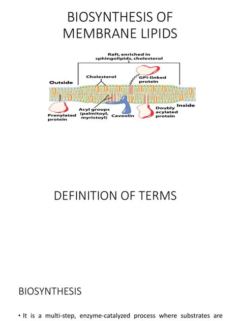 Biosynthesis of Lipid Membrane | PDF | Cholesterol | Lipid