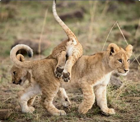 Two juvenile lion cubs playing. So cute. Lion Pictures, Animal Pictures, Beautiful Cats, Animals ...